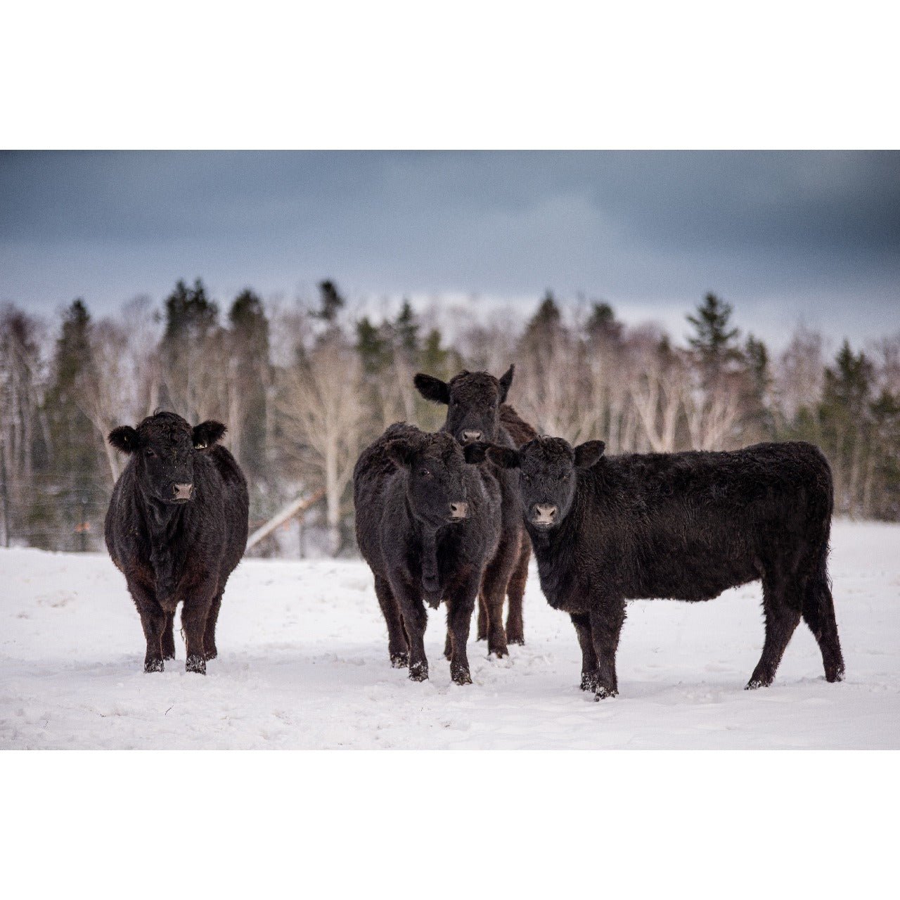 The Benefits of Locally Grown Beef and The Downfalls of Beef Export Culture - Vermont Natural Beef