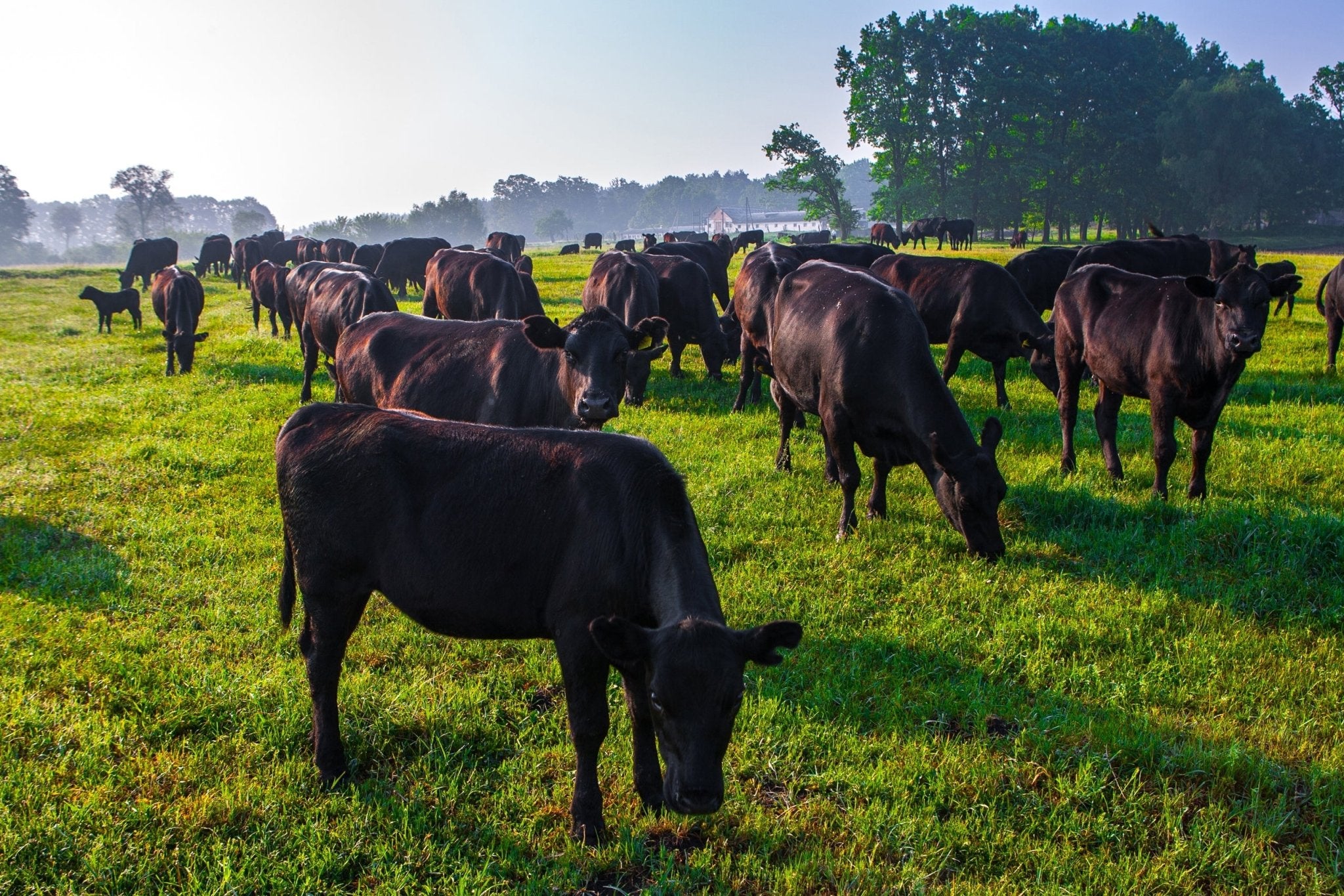 Everything You Need Know About Grass-Fed Cattle/Beef and Sustainability - Vermont Natural Beef