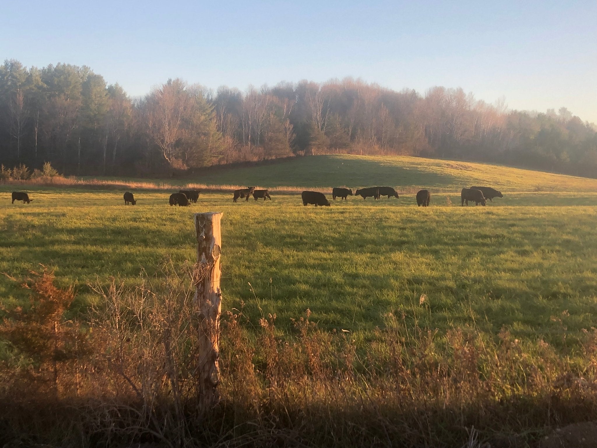 Deposit - Side of Vermont Natural Beef - Vermont Natural Beef
