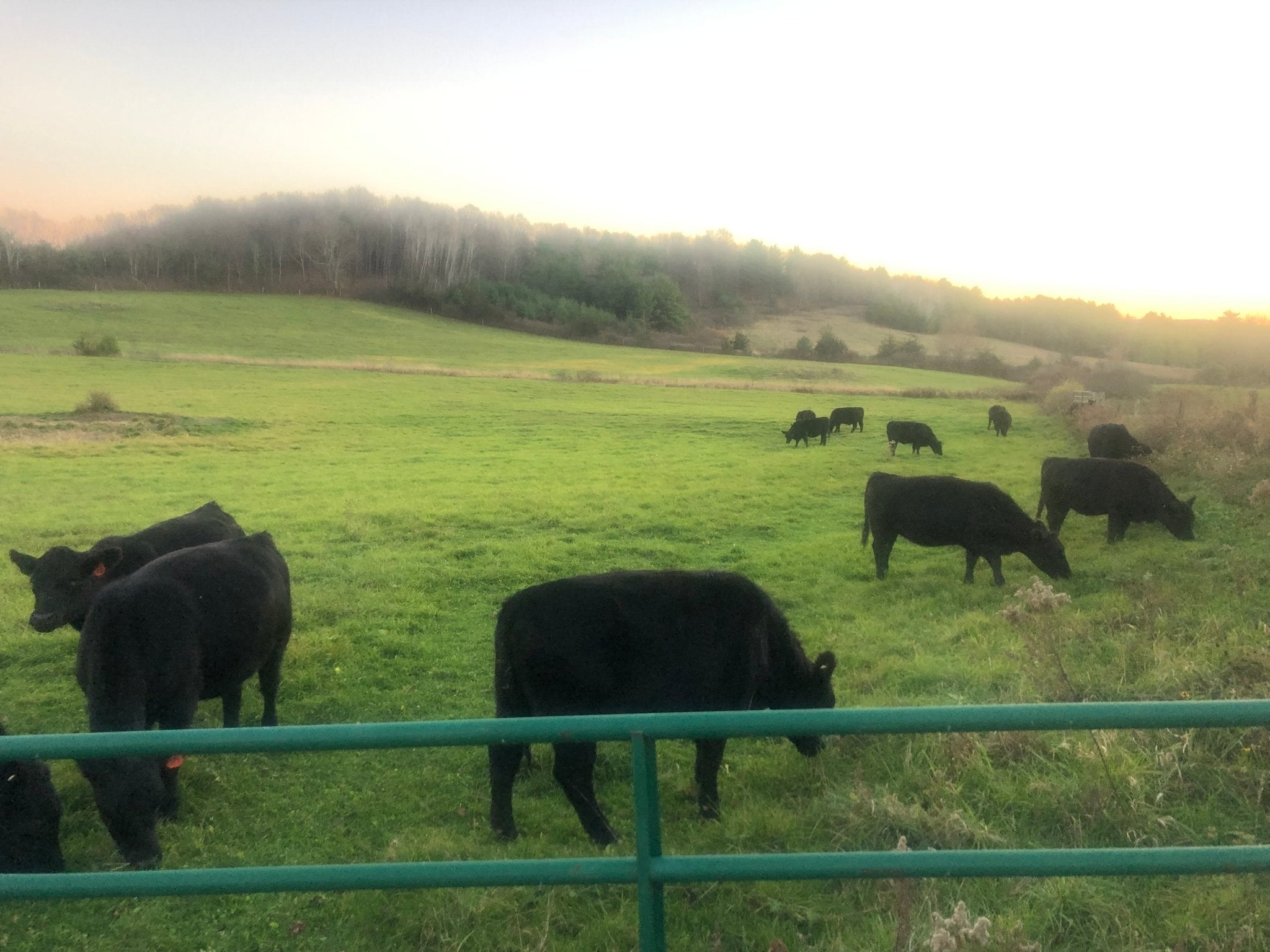 Grass Fed Beef (Full Payment) - Vermont Natural Beef